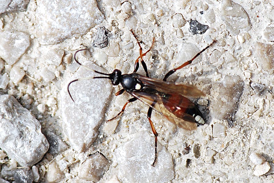 Chi e''? Ichneumonidae